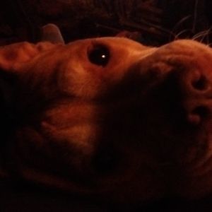 Meet your Posher, Brenda